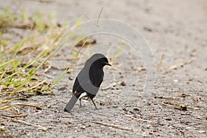 Pied Bushchat