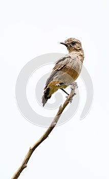 Pied bushchat saxicola caprata-juvenile