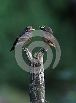 Pied bushchat saxicola caprata-juvenile feeding