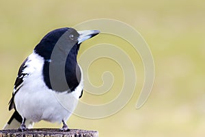 Pied butcher bird (Cracticus nigrogularis)