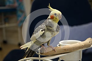 Pied Cockatiel photo