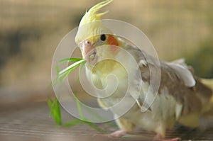Pied Cockatiel Parrot
