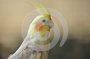 Pied Cockatiel Parrot