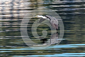 Pied Cormorant in flight with reflection on the water