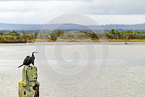 Pied cormorant on old wharf post covered in lichen