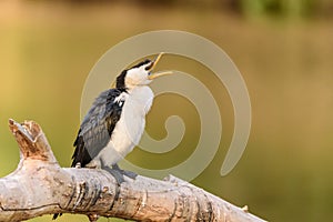 Pied cormorant with open beak. Appears to be talking or yawning.