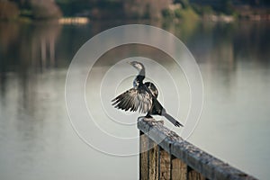 Pied cormorant sitting on wooden railing