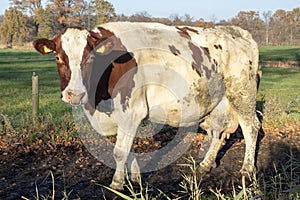 Pied cow with spiked nose ring, calf weaning ring, passing by on a cow path, milk path