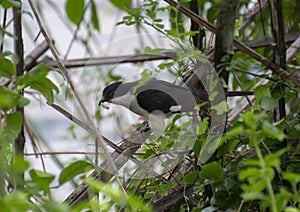 Pied Crested Cuckoo or Jacobin with Catch