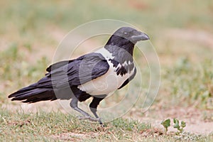 Pied Crow