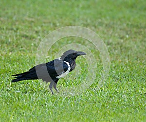 Pied Crow