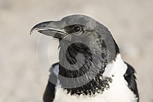 Pied crow. Black and white.