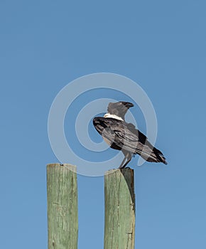 pied crow, Corvus albus, on a wooden pole in Etosha National Park, Namibia