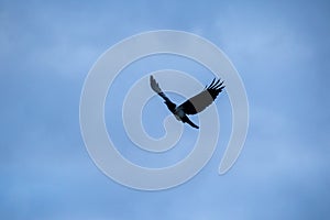 Flying crow silhouetted against a stormy sky