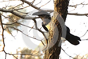 Pied crow sitting on a branch in the crown of a tree