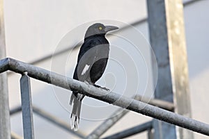 A Pied Currawong bird standing on a steel fence in Australia