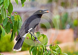 Pied Currawong steals cherry from tree