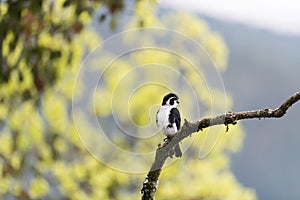 Pied falconet