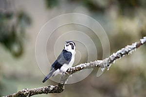 Pied falconet stand on a branch