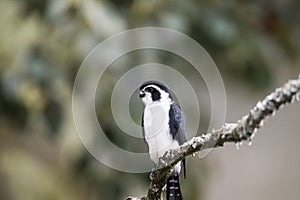 Pied falconet stand on a branch