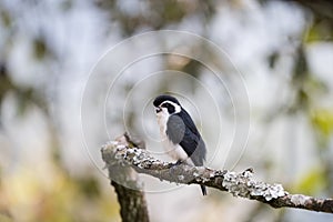 Pied falconet stand on a branch