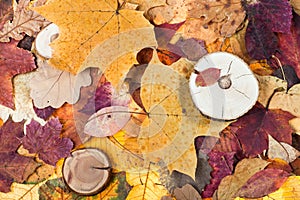 pied fallen autumn leaves and sawed woods