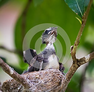 Pied Fantail birds in the nest