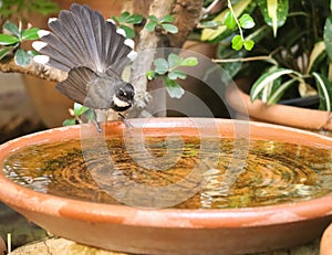 Pied fantail