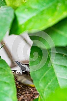 A pied fantail guarding her nest against predators