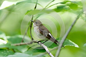 Pied Flycatcher Ficedula hypoleuca.