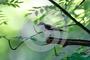 Pied Flycatcher Ficedula hypoleuca.