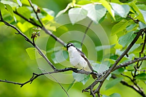 Pied Flycatcher Ficedula hypoleuca.