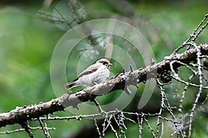 Pied Flycatcher Ficedula hypoleuca.