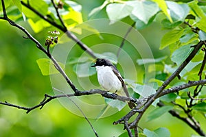 Pied Flycatcher Ficedula hypoleuca.