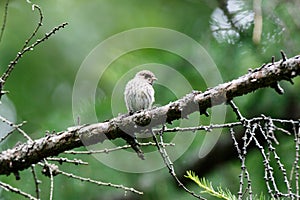 Pied Flycatcher Ficedula hypoleuca.