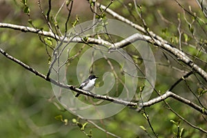 Pied Flycatcher Ficedula hypoleuca