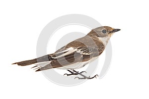 Pied Flycatcher, Ficedula hypoleuca, female. Isolated on white background