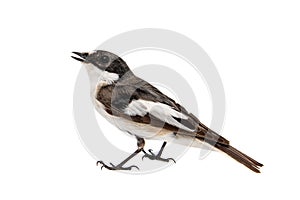 Pied Flycatcher, Ficedula hypoleuca, Male. Isolated on white background