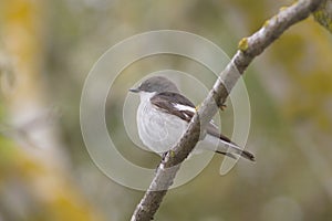 Pied Flycatcher, male (Ficedula hypoleuca)