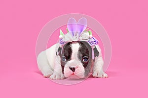 Pied French Bulldog dog puppy dressed up as Easter bunny with rabbit ears headband with flowers