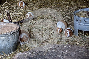 Pied guinea pigs in the straw