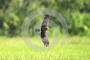 Pied Harrier flying