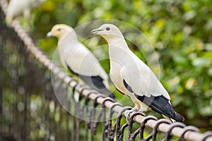 Pied imperial pigeon