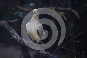 The pied imperial pigeon bird is rest in the garden