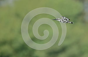 Pied king fisher bird