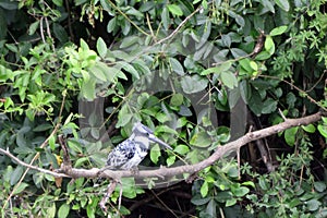 Pied kingfisehr, Queen Elizabeth National Park, Uganda