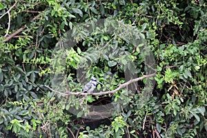 Pied kingfisehr, Queen Elizabeth National Park, Uganda