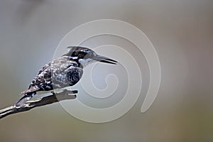 Pied Kingfisher 1