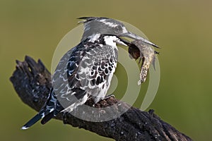 Pied Kingfisher photo