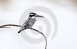 Pied kingfisher